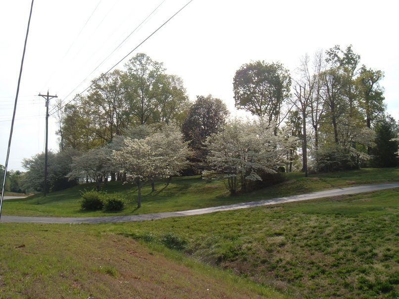 Clarkesville, GA: dogwood tree in full bloom