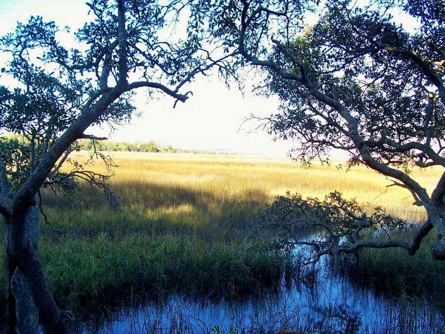 Jacksonville, FL Jacksonville Marsh Land photo, picture, image