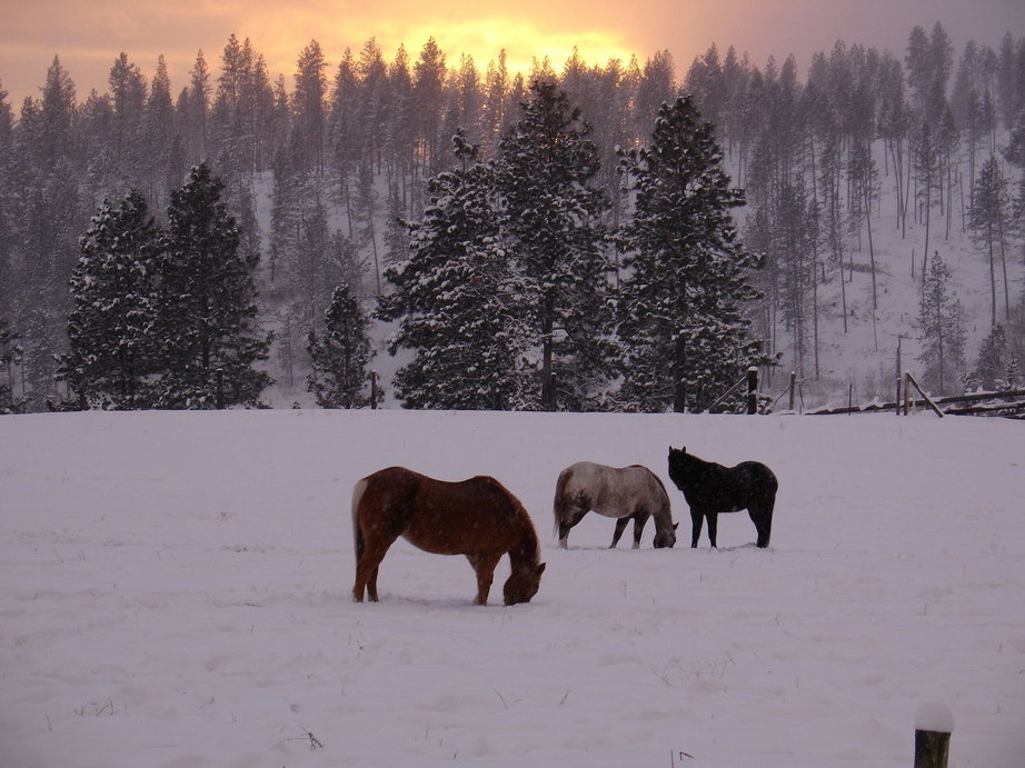 Colville, WA Horses at sunset photo, picture, image (Washington) at