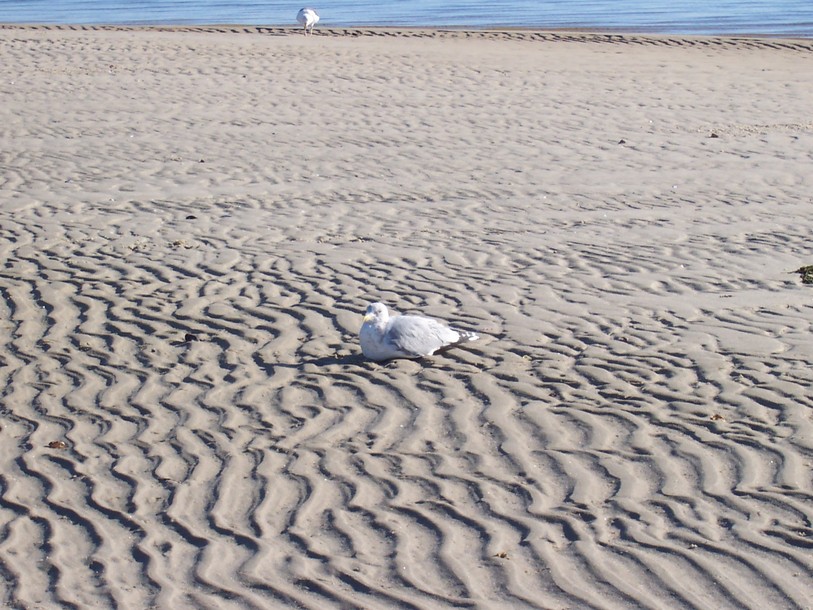 Brewster, MA : paines creek photo, picture, image (Massachusetts) at ...