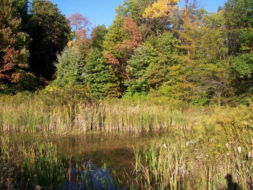 Green, OH: A lost pond somewhere in the backwoods behind our new house in Green Ohio