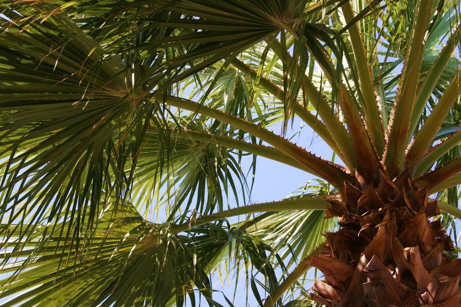 Coachella, CA: Date Palm Tree, Coachella, CA