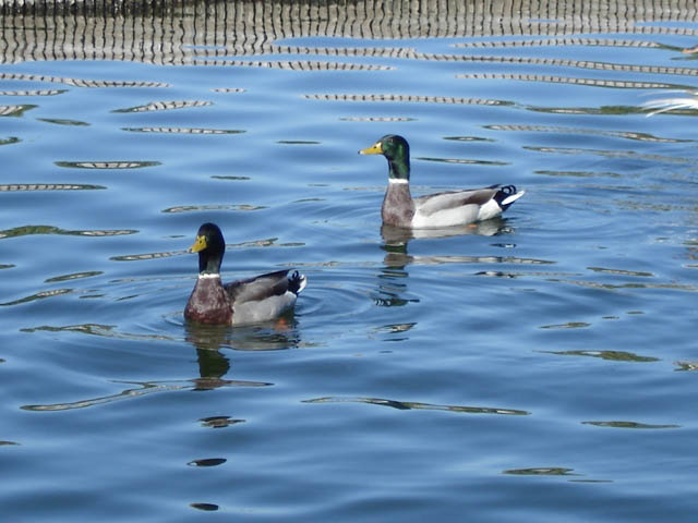 Gilbert, AZ: Ducks in Gilbert Lake