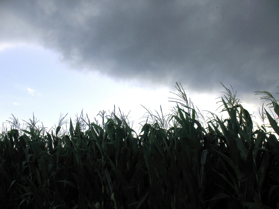 Mount Carmel, IL: Cornfield and stormfront - another angle - taken at Super 8 Motel in Mt. Carmel, July 6, 2007