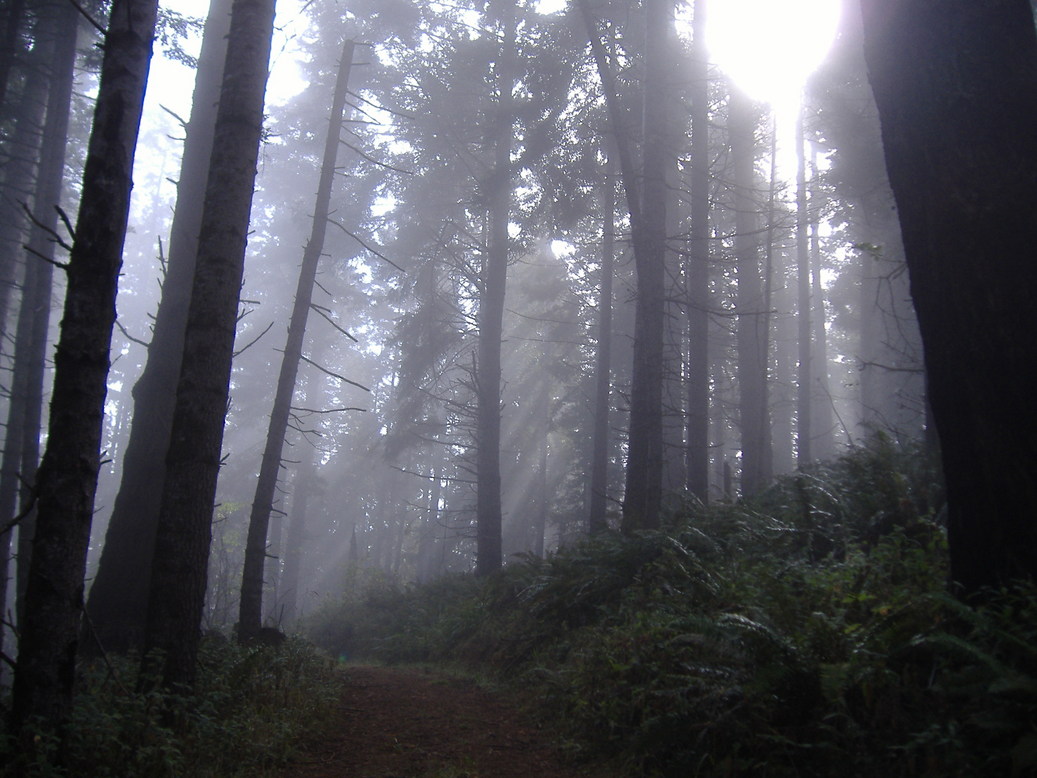 Fort Bragg, CA: The Forest of Fort Bragg