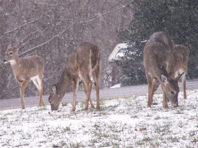 Pleasant View, TN: Just before spring time breaks