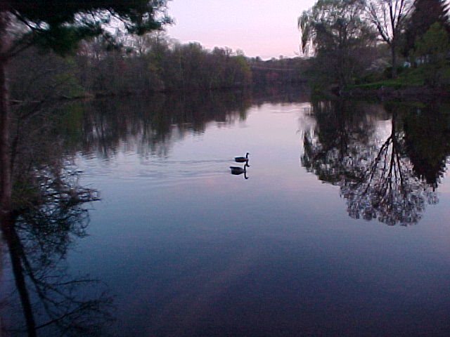 Natick, MA: Pair of Geese on the Charles River, near South Natick dam