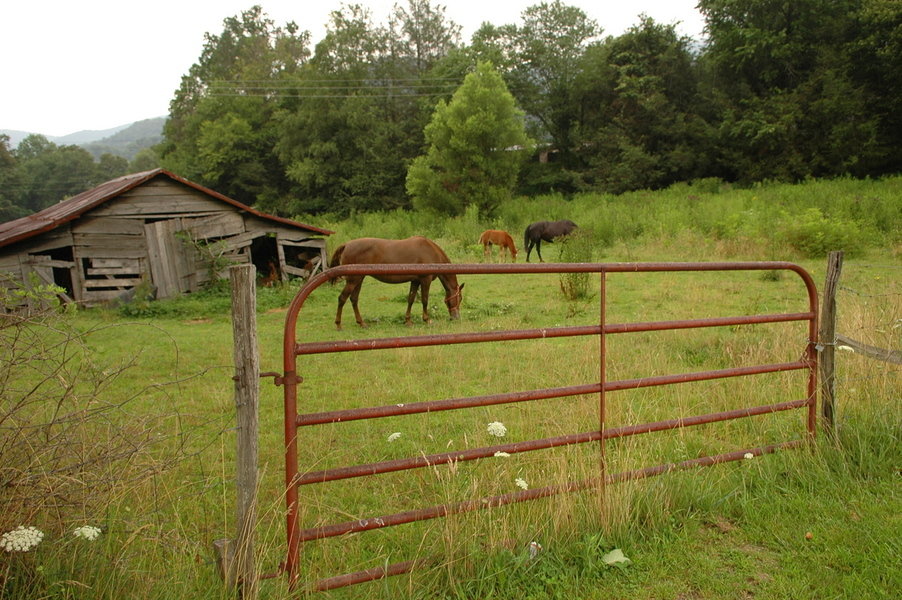 Maggie Valley, NC: Horses in a pasture in downtown Maggie Valley