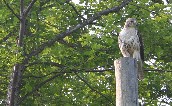 Sterling, NY: Hawk at camp in Sterling...Sterling Creek Campgrounds