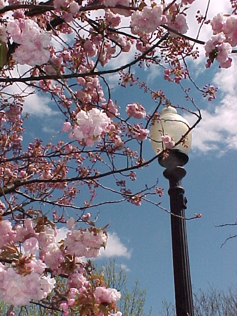 Natick, MA: Cherry blossoms in Town Square