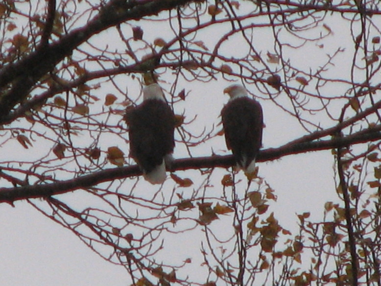 Arlington Heights, WA: Eagles by their nest in Arlington Height across from our house.