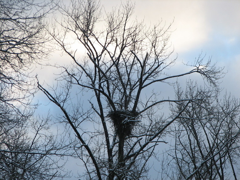 Arlington Heights, WA: The eagle"s nest in Arlington Heights