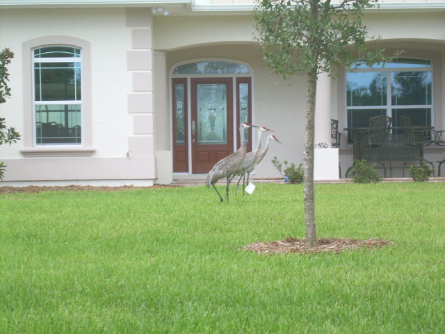 Vero Beach, FL: Cranes in Sebastian Fl