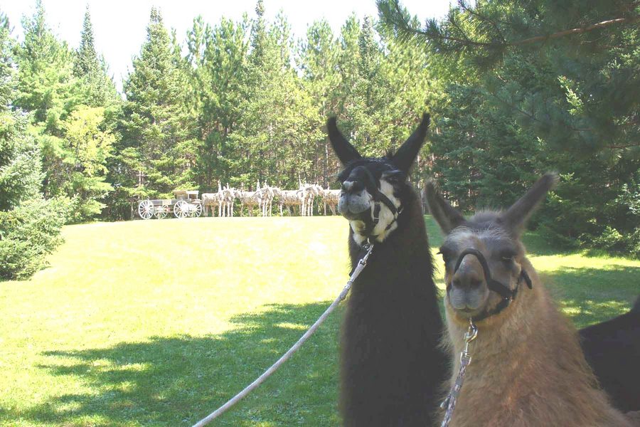 Phillips, WI: Llama's visiting a historical site in Phillips, WI - Concrete Park