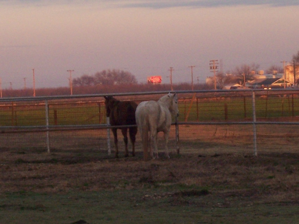 Riverdale, CA: Pasture behind my house-