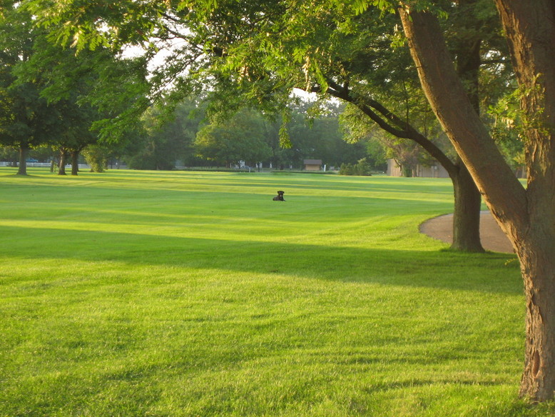 Fort Wayne, IN: Fairway at Foster Park with a giant schnauzer obseving