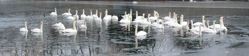 Peconic, NY: Swans congegating in Richmond Creek Peconic NY 1/05