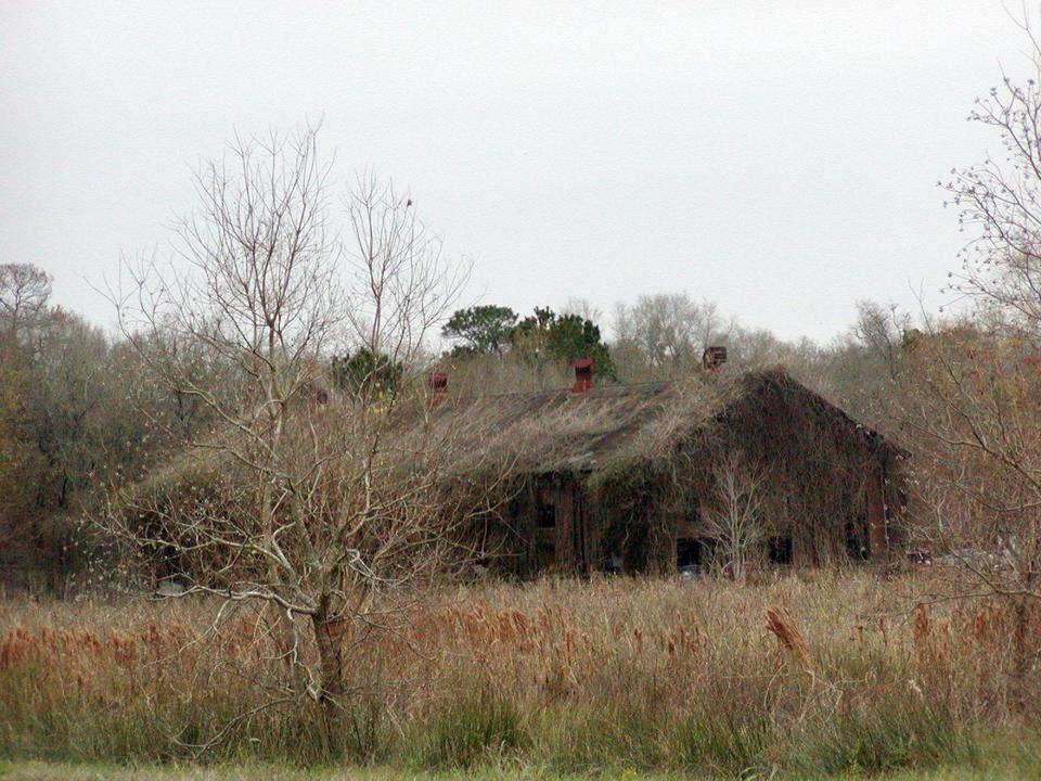 Devers, TX: Vine covered barn on Hwy 90