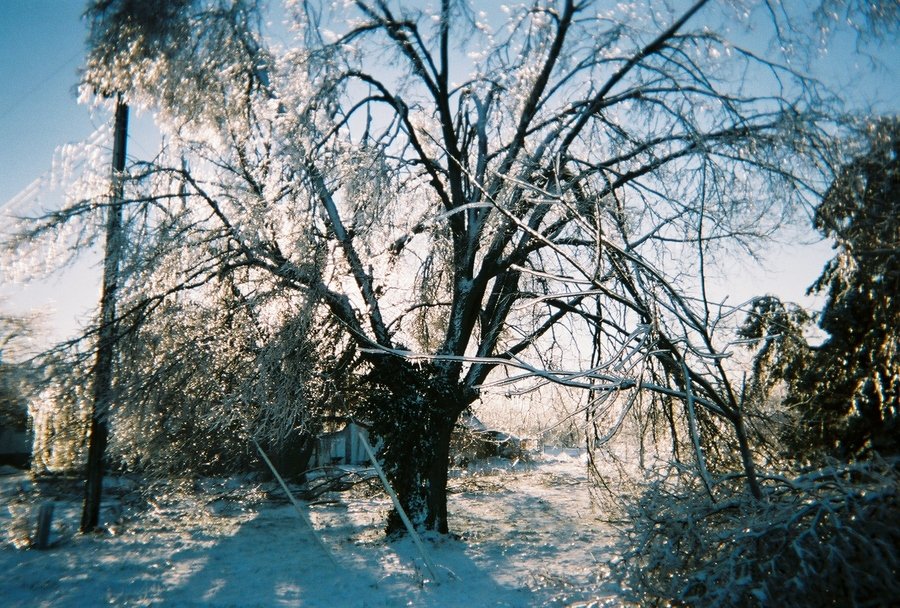 Decatur, IL: 12 4 2006 iced tree in Decatur IL