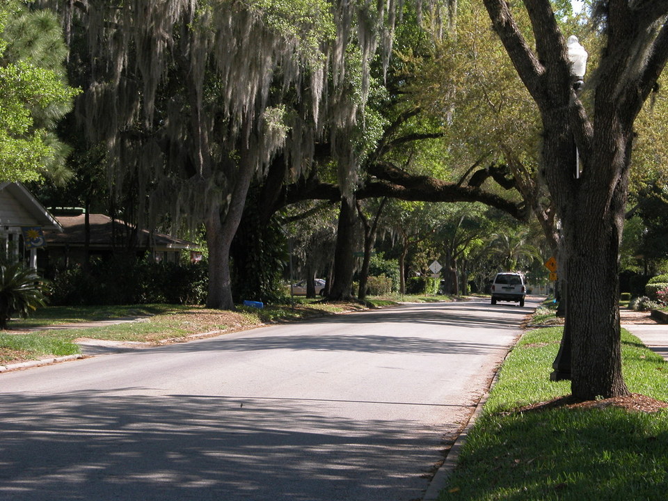 Lakeland, FL: Banyan Trees South Ave, Lakeland Fl