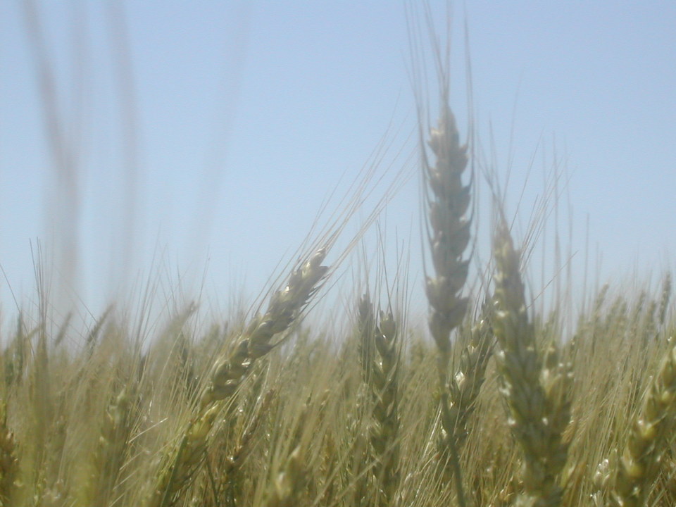 Frankfort, KS: Kansas Wheat taken just north of Frankfort
