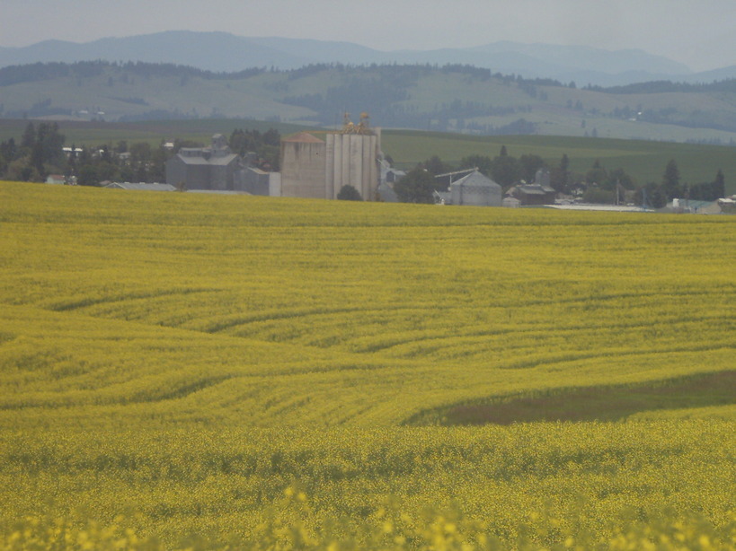 Nezperce, ID: canola field outside of town