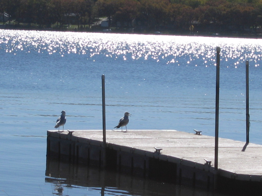 Spirit Lake, IA: Seagulls on East Lake, Spirit Lake Iowa