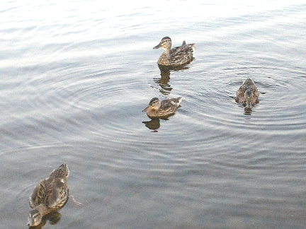 Sandstone, MN: Ducks on the lake