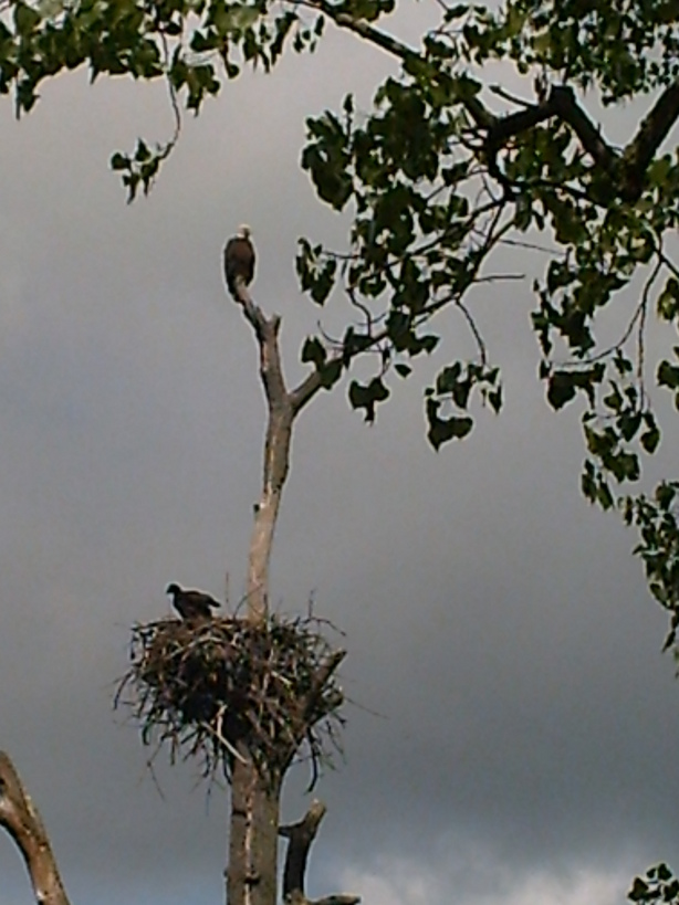 Lacon, IL: Eagle Nest Along Illlinois River on Rt. 17