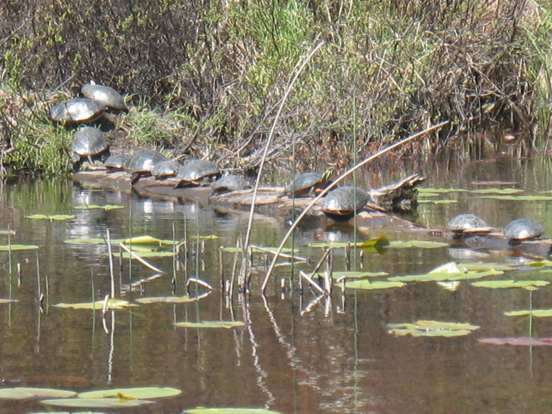Newberry, MI: turtles sunning on a log/twin lakes
