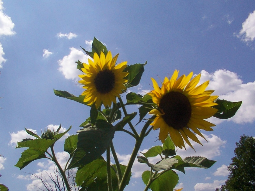 Durand, MI: Sunflowers in a Durand country yard