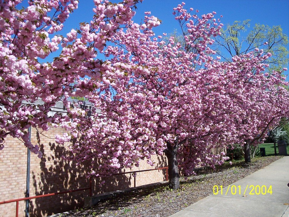 Martinsville, VA: Seeing pink at the library