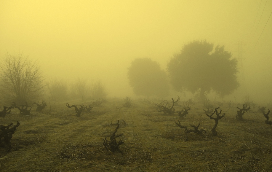 Oakley, CA: Old Vineyard with the Sun trying to Burn through the Fog