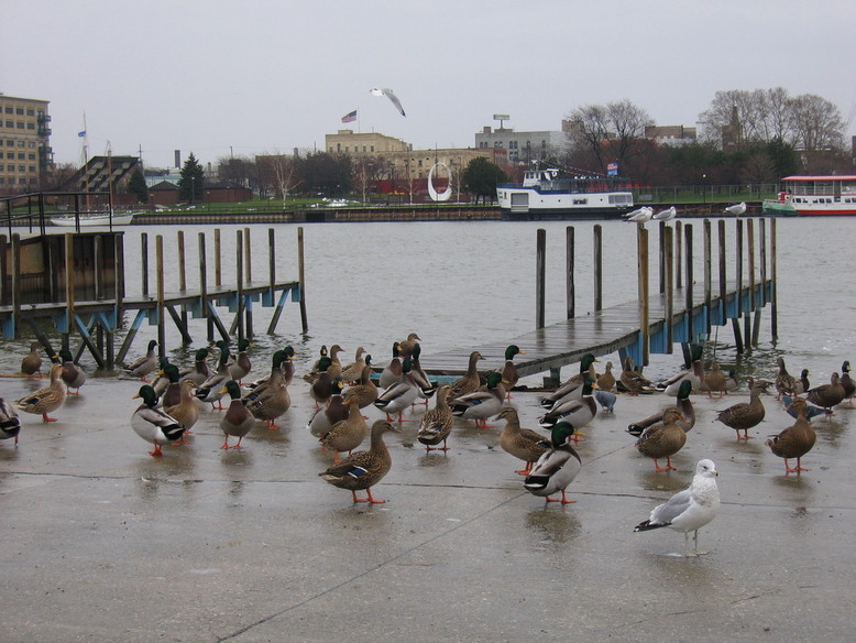 Bay City, MI: Seagulls & Ducks - Vet's Park
