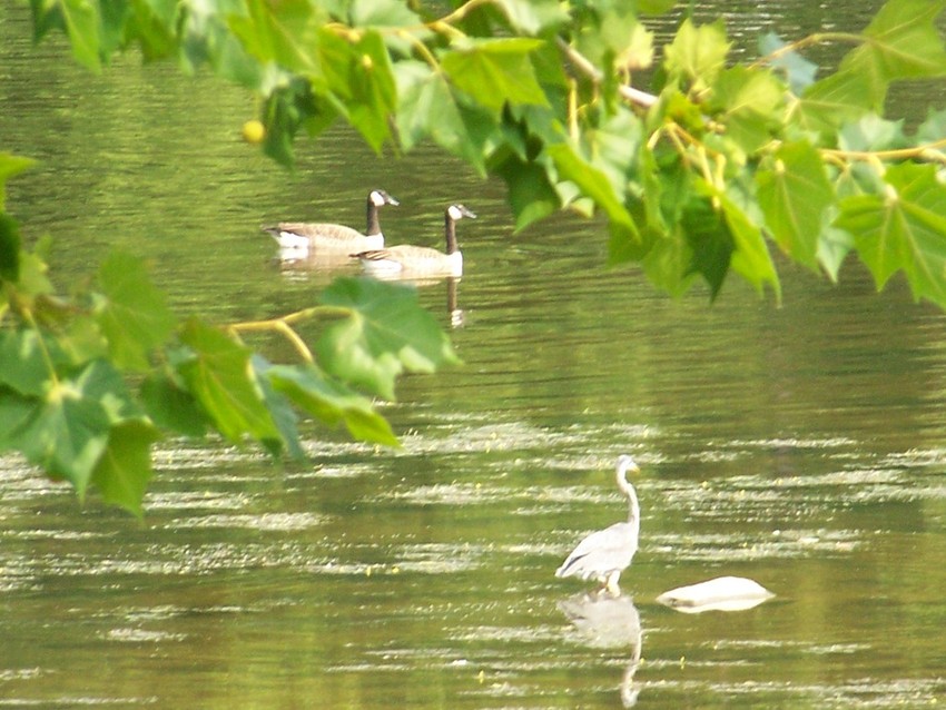 Franklin, PA: river birds