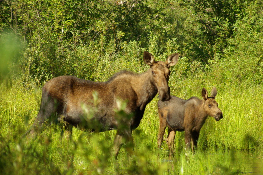 Pierce, ID: Pierce america natives