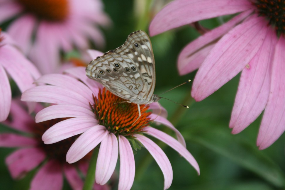 Sherman, TX: Springing To Life in Sherman, TX