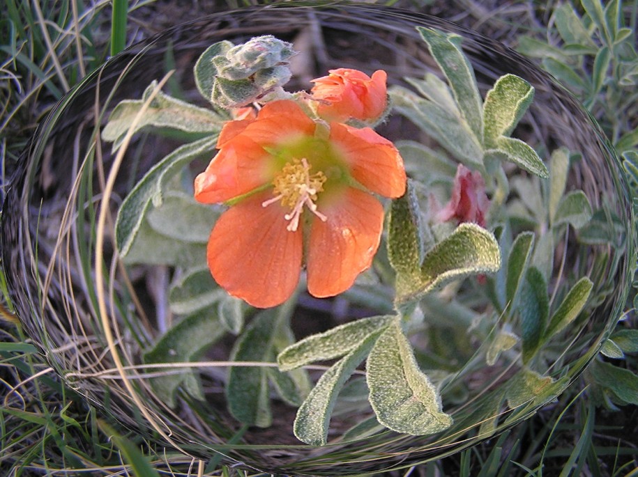 Pine Ridge, SD: A wildflower
