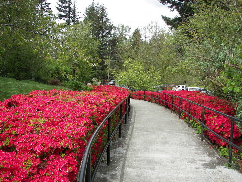 Snoqualmie Valley, WA: Azalea Walk at Snoqualmie Falls Visitor Park