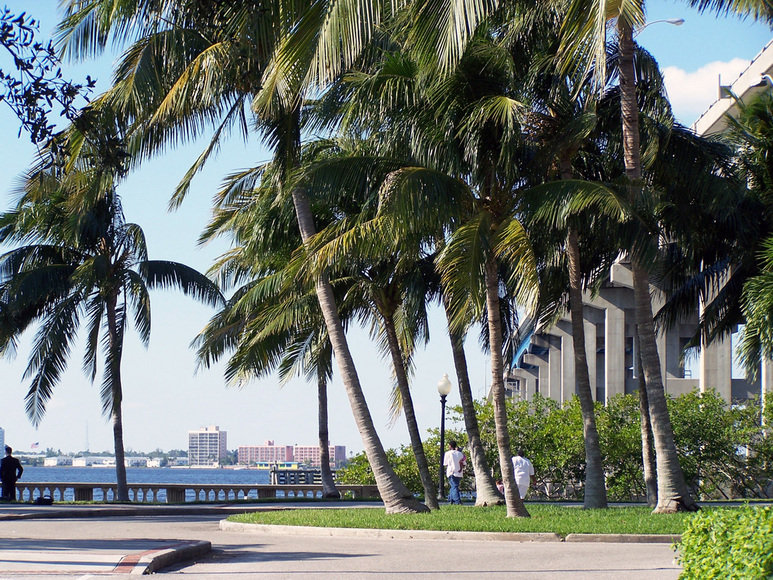 Fort Myers, FL: Palms in Centennial Park