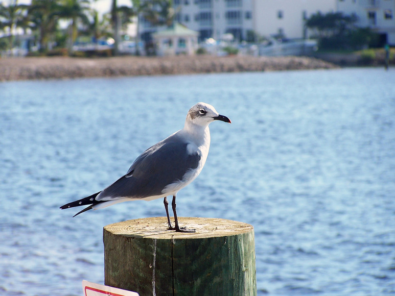 Punta Gorda, FL: A Seagull at Fisherman's Village in Punta Gorda, Florida