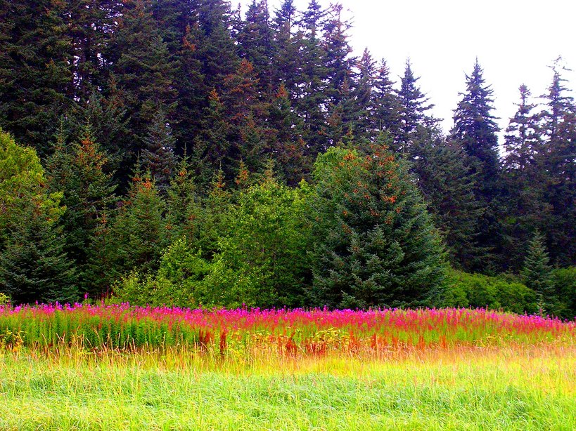 Seldovia, AK: The Otter Bahn Trail from Seldovia to the beach