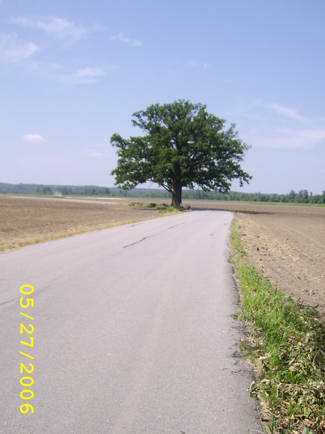 Columbia, MO: Burr Oak along the Katy