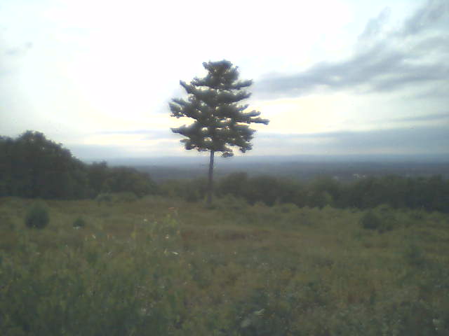 Manchester, CT: Tree on peak of Case Mountain