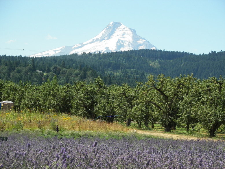 Hood River, OR: Lavender Field and Fruit Orchard in Hood River, OR