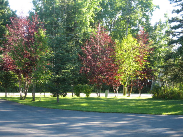 Wasilla, AK: Some of the fall colors on the trees