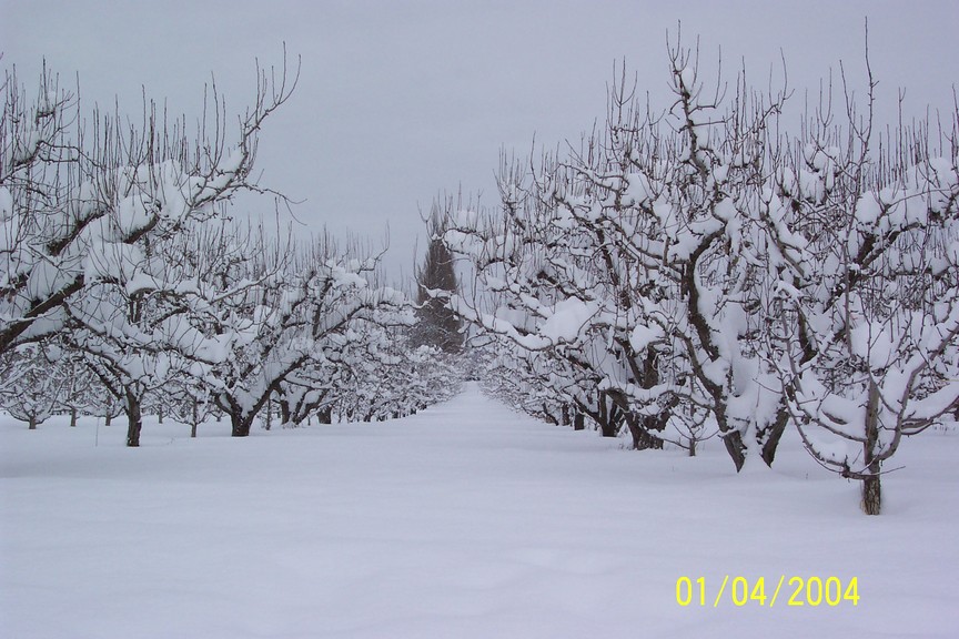 Hood River, OR: Winter in the Orchard