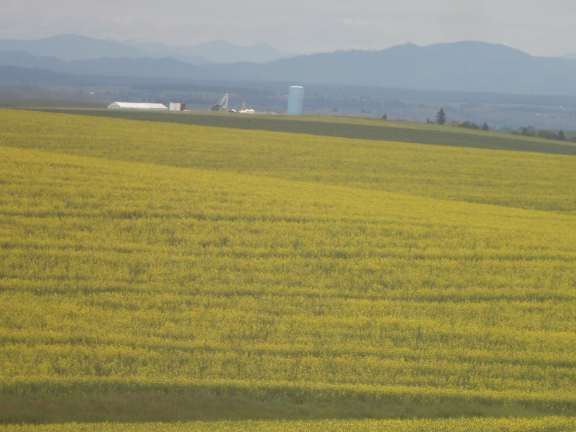 Nez Perce, ID: looking north from a canola field