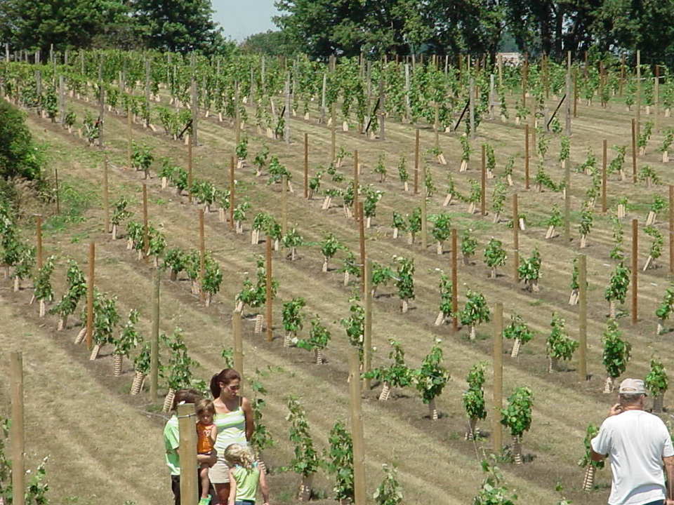 Arcadia, IA: Arcadia's Spotted Horse Vineyards