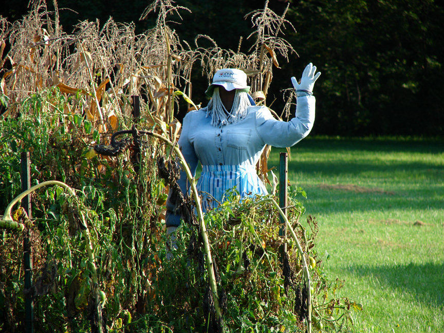 Pomeroy, IA: Even the mute scarecrows of Pomeroy display exceptional charm. Here, an ample-bodied scare-wench, willingly agrees to her forced servitude, frightening away winged bandits with a beaming smile across her paint bucket face.